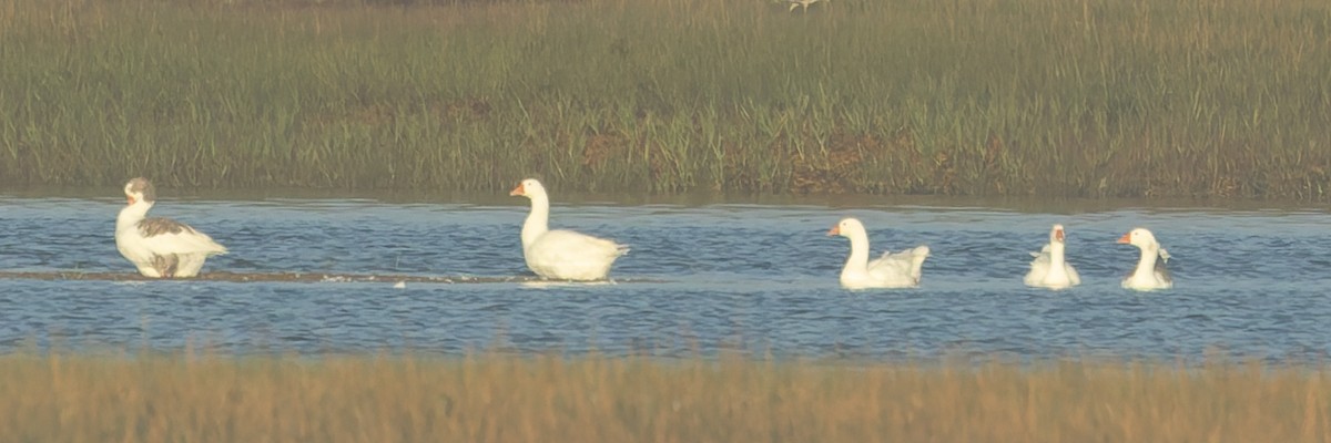 tamgås (domestisert Anser sp.) - ML642688941