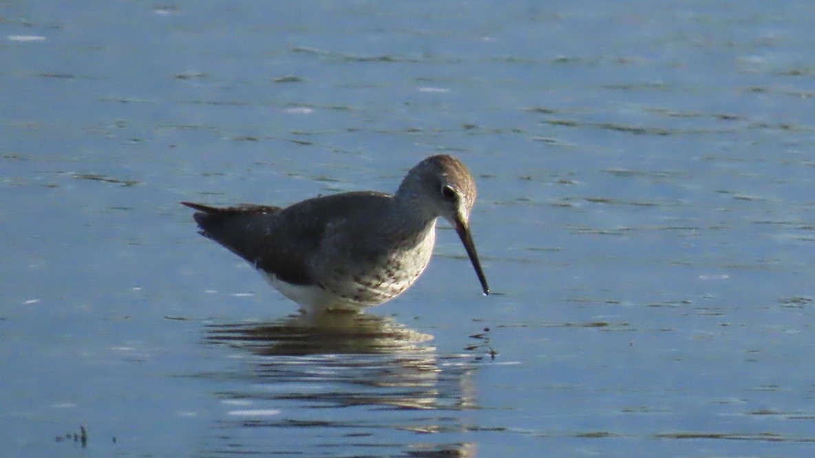 plystresnipe - ML642688942