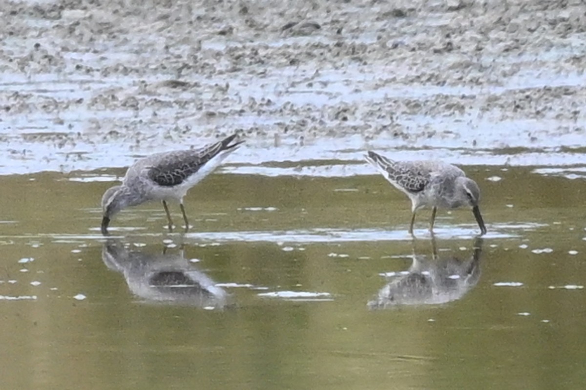 styltesnipe - ML642688944