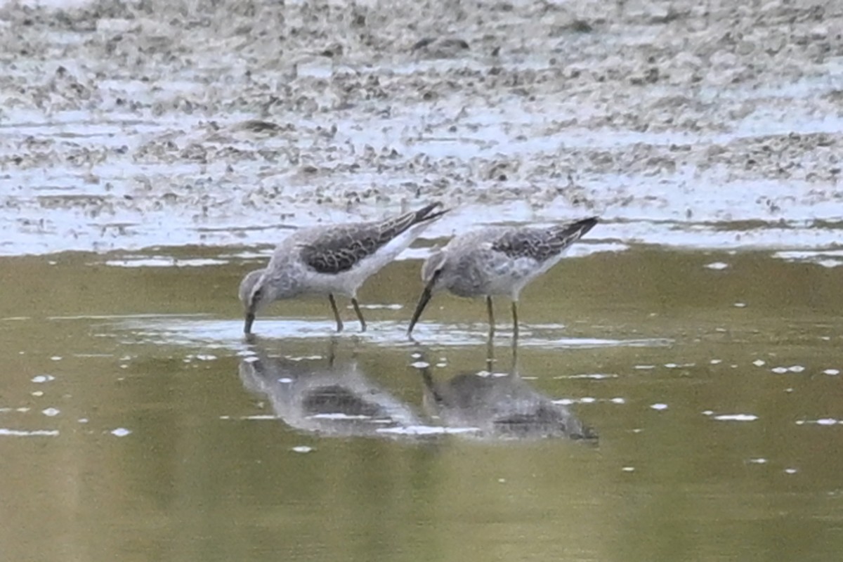 styltesnipe - ML642688945