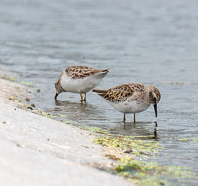 pygmésnipe - ML642688946