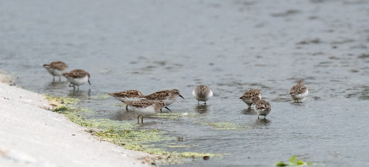 pygmésnipe - ML642688950