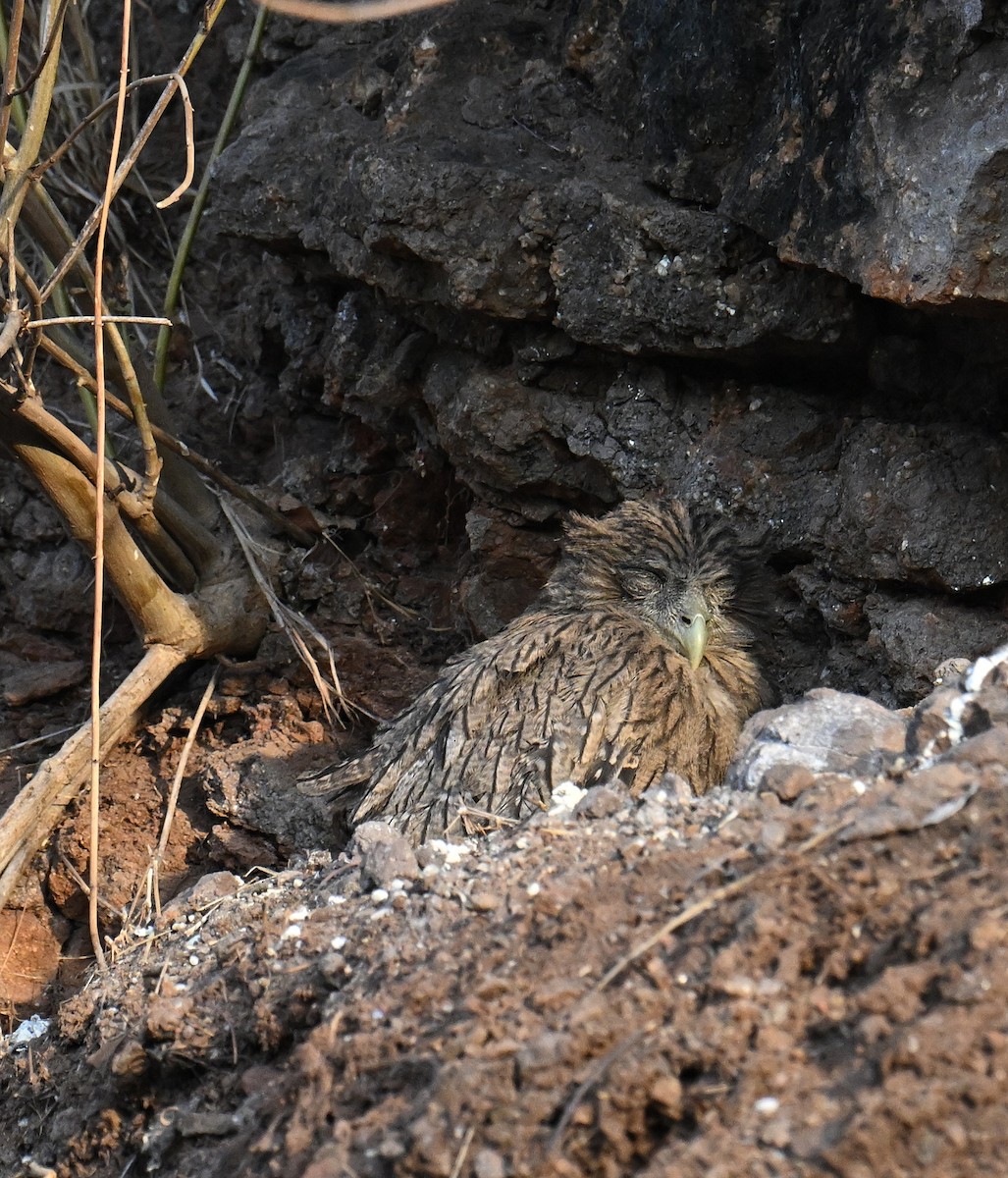 Brown Fish-Owl - ML642688964