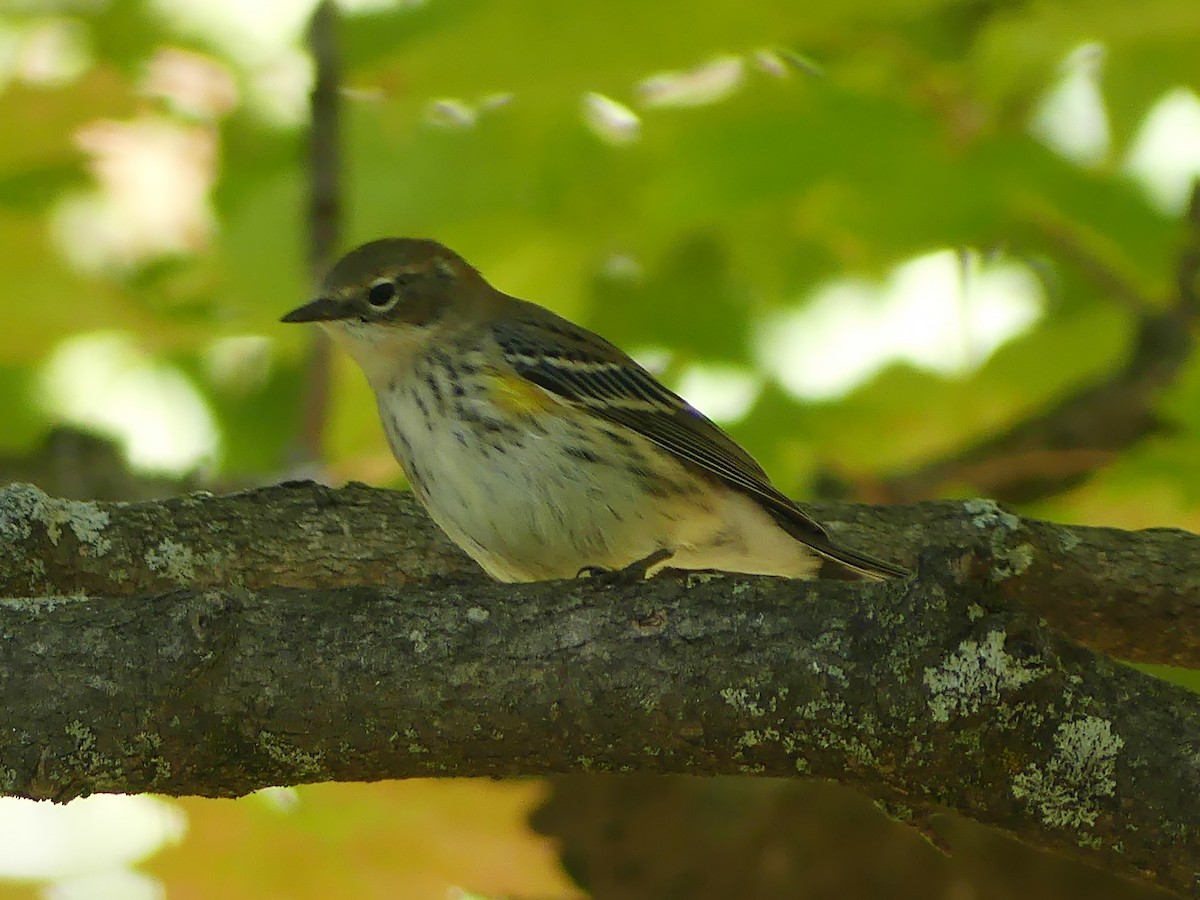 Yellow-rumped Warbler - ML642688967
