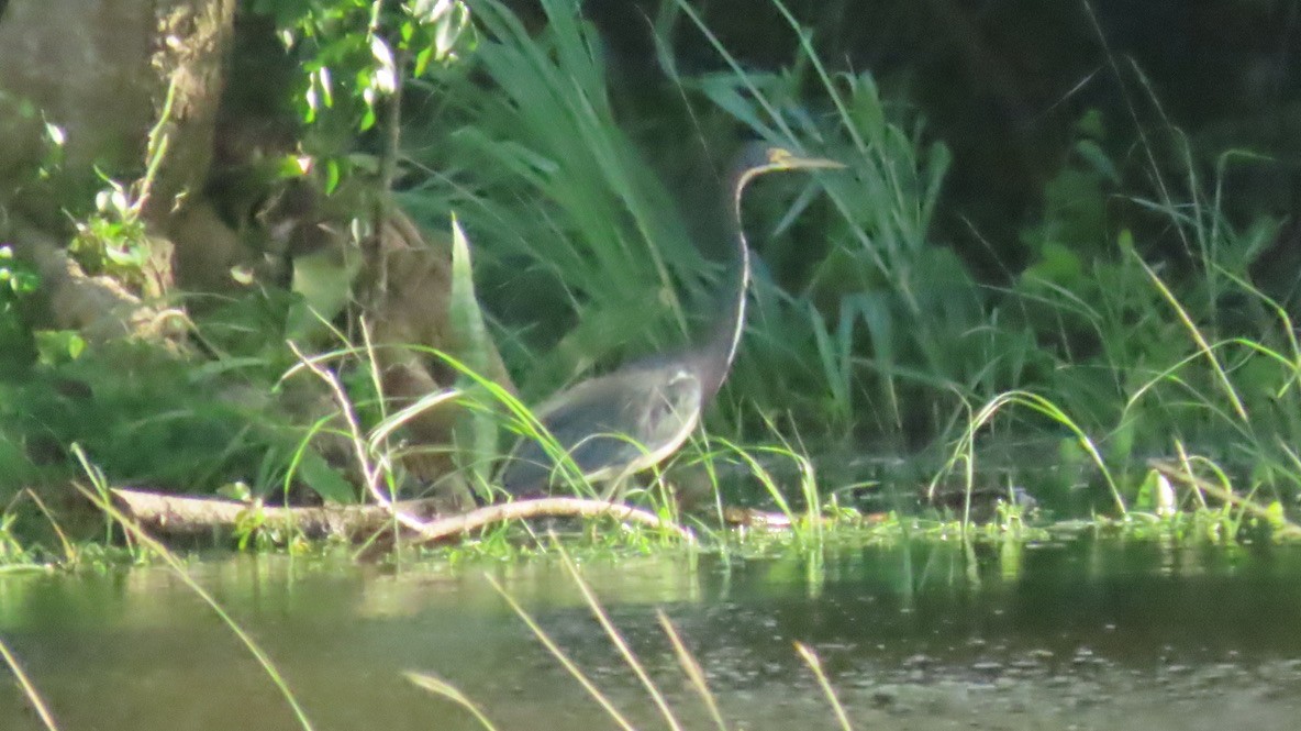 Tricolored Heron - ML642688972