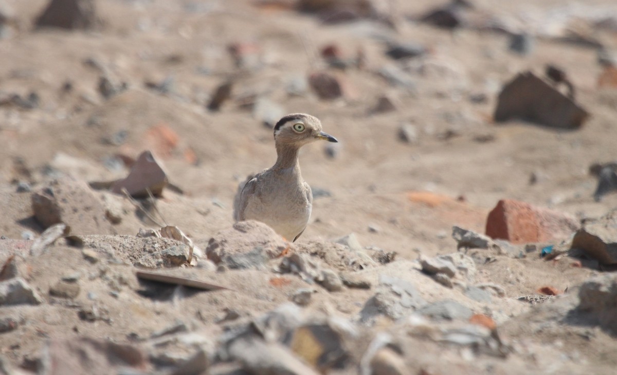 Peruvian Thick-knee - ML642688987