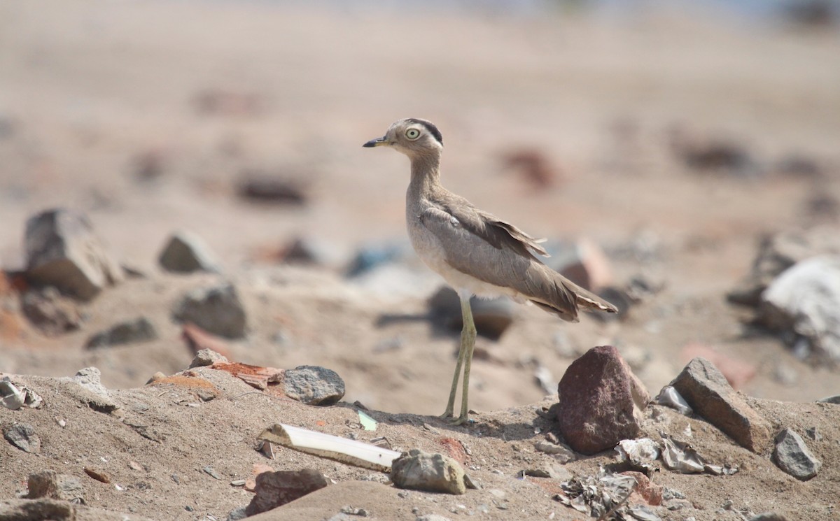 Peruvian Thick-knee - ML642688988