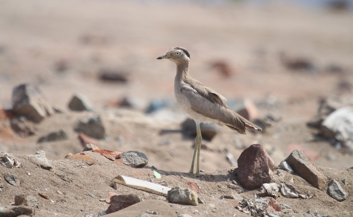 Peruvian Thick-knee - ML642688989