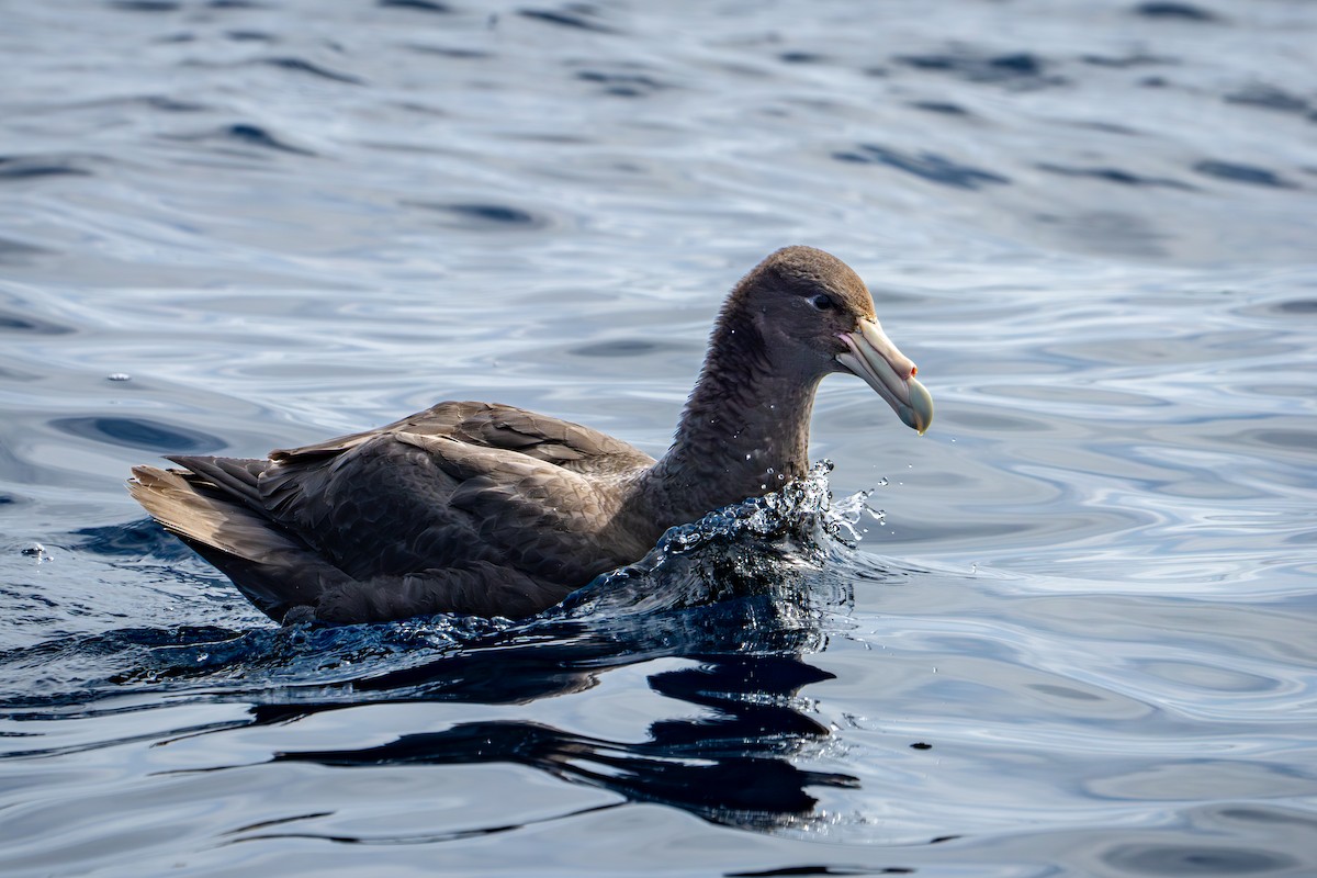 Southern Giant-Petrel - ML642688990