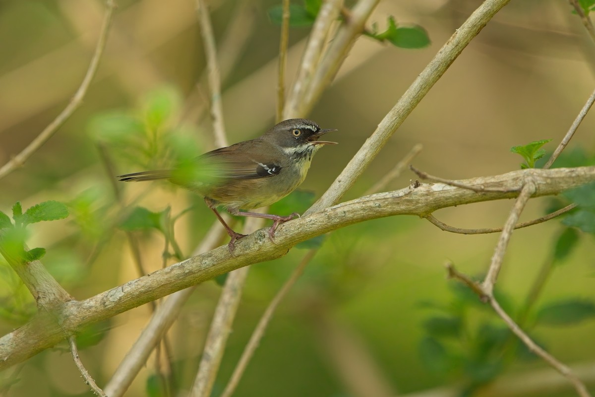 White-browed Scrubwren - ML642688991