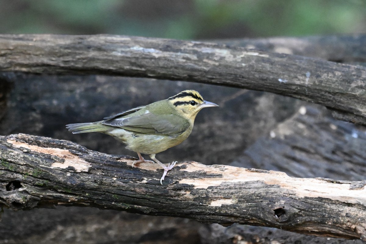 Worm-eating Warbler - ML642689060
