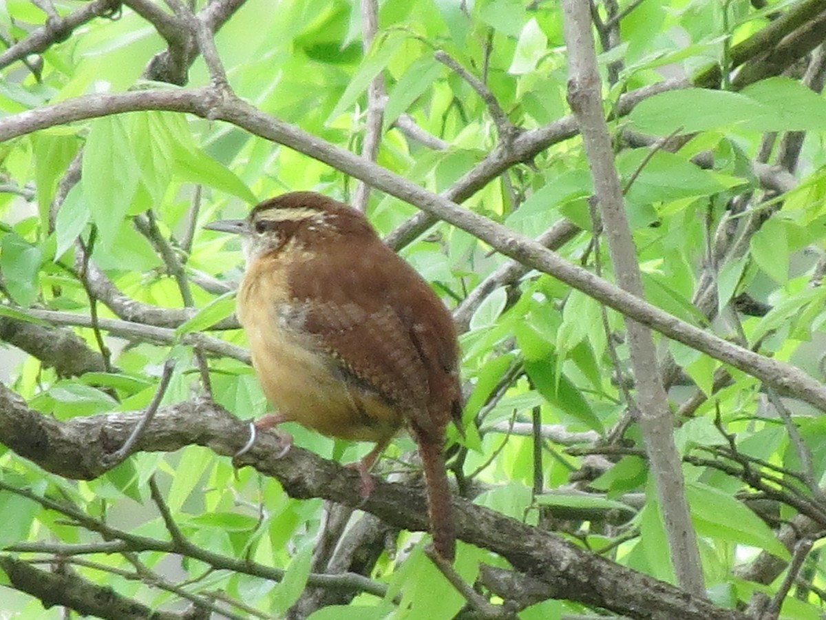 Carolina Wren - ML642689062