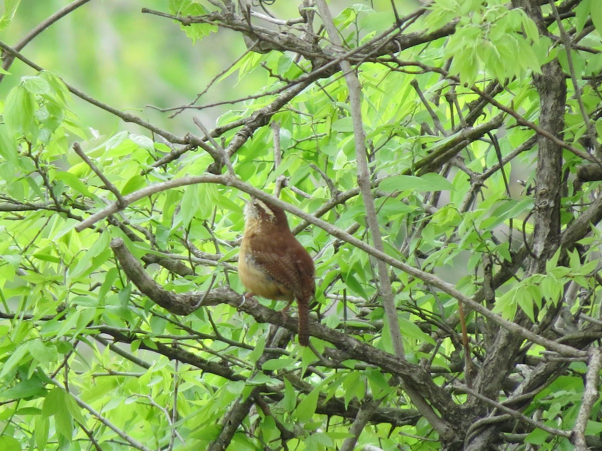 Carolina Wren - ML642689063