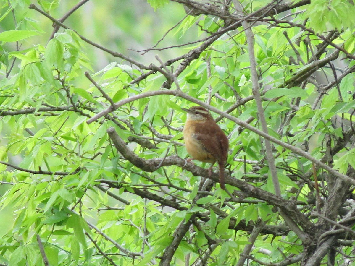Carolina Wren - ML642689064