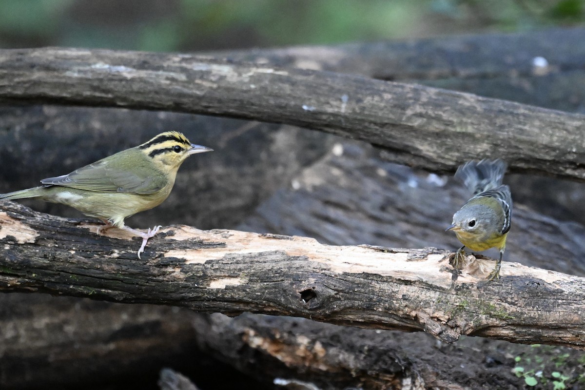 Worm-eating Warbler - ML642689066