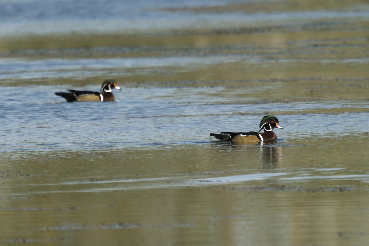 Wood Duck - ML642689068