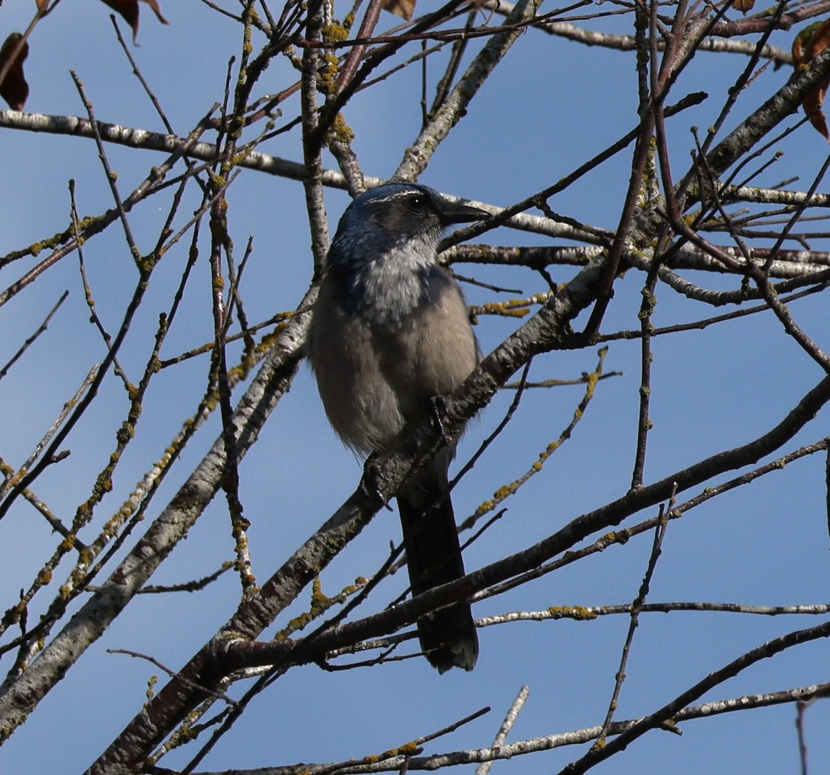 California Scrub-Jay - ML642689069