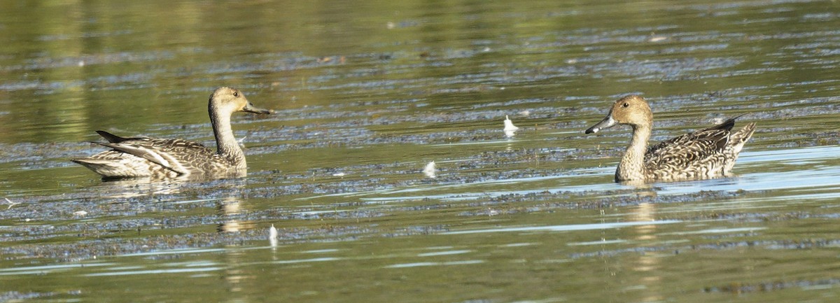 Northern Pintail - ML642689071
