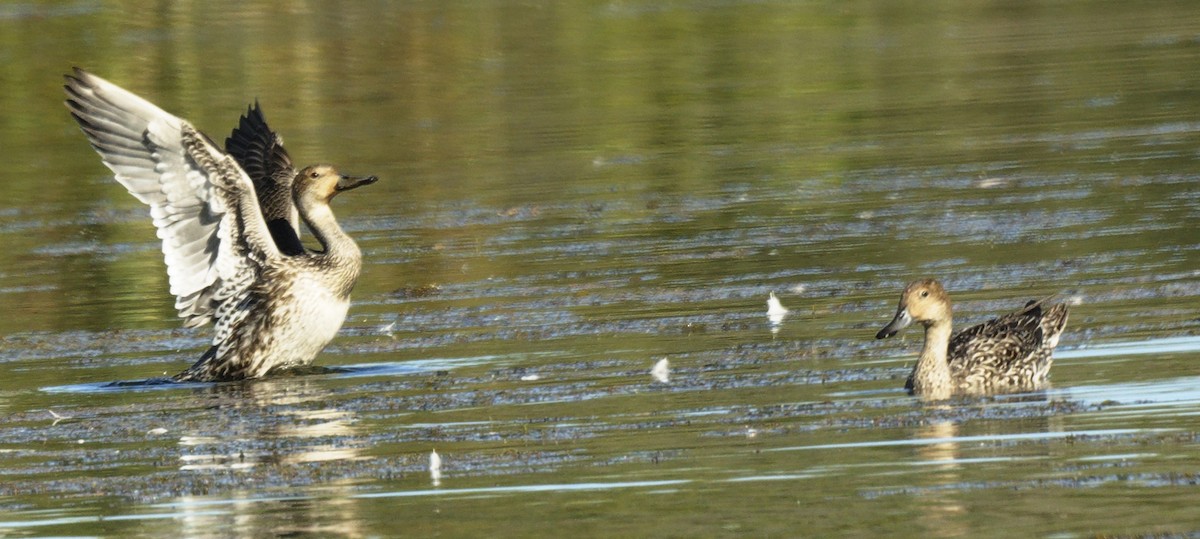 Northern Pintail - ML642689072