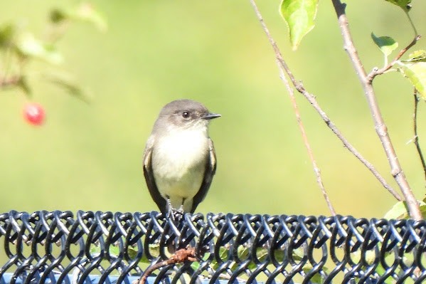 Eastern Phoebe - ML642689087