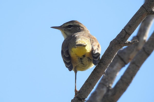 Palm Warbler - ML642689105