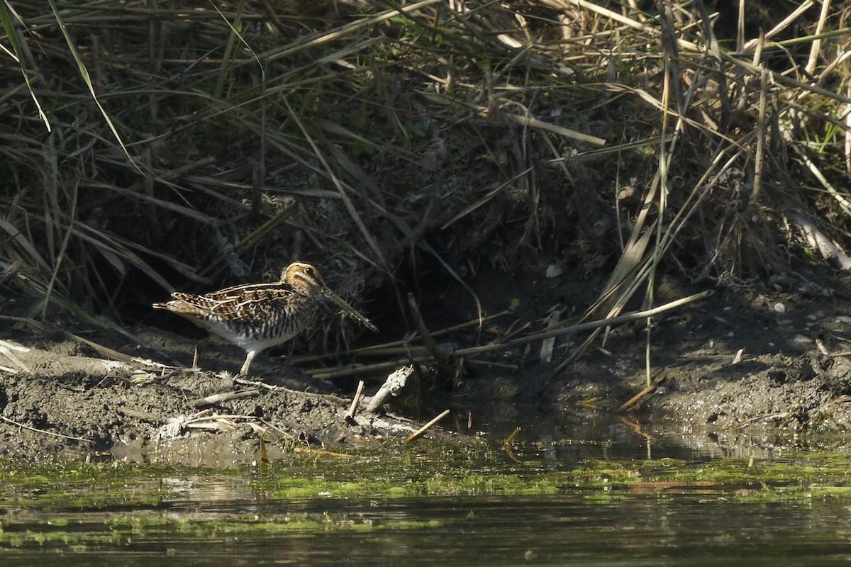 Wilson's Snipe - ML642689112