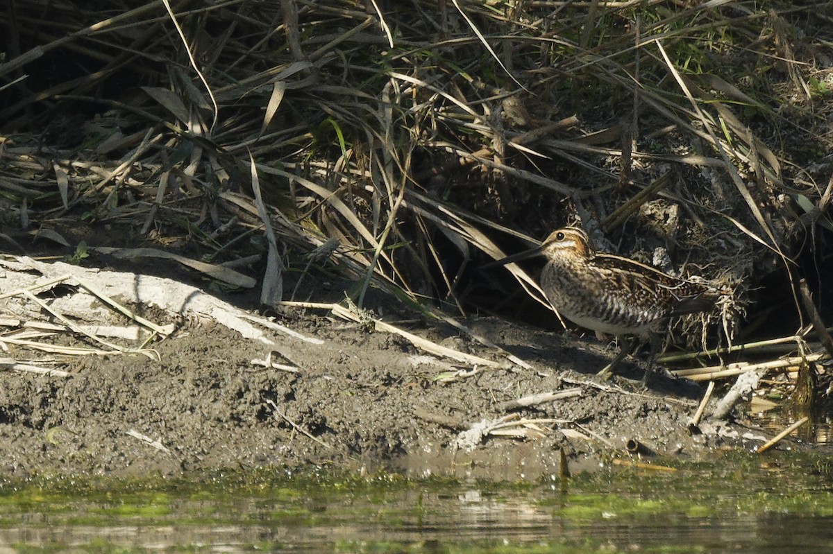 Wilson's Snipe - ML642689124