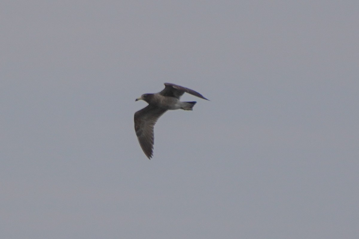 Belcher's Gull - ML642689131