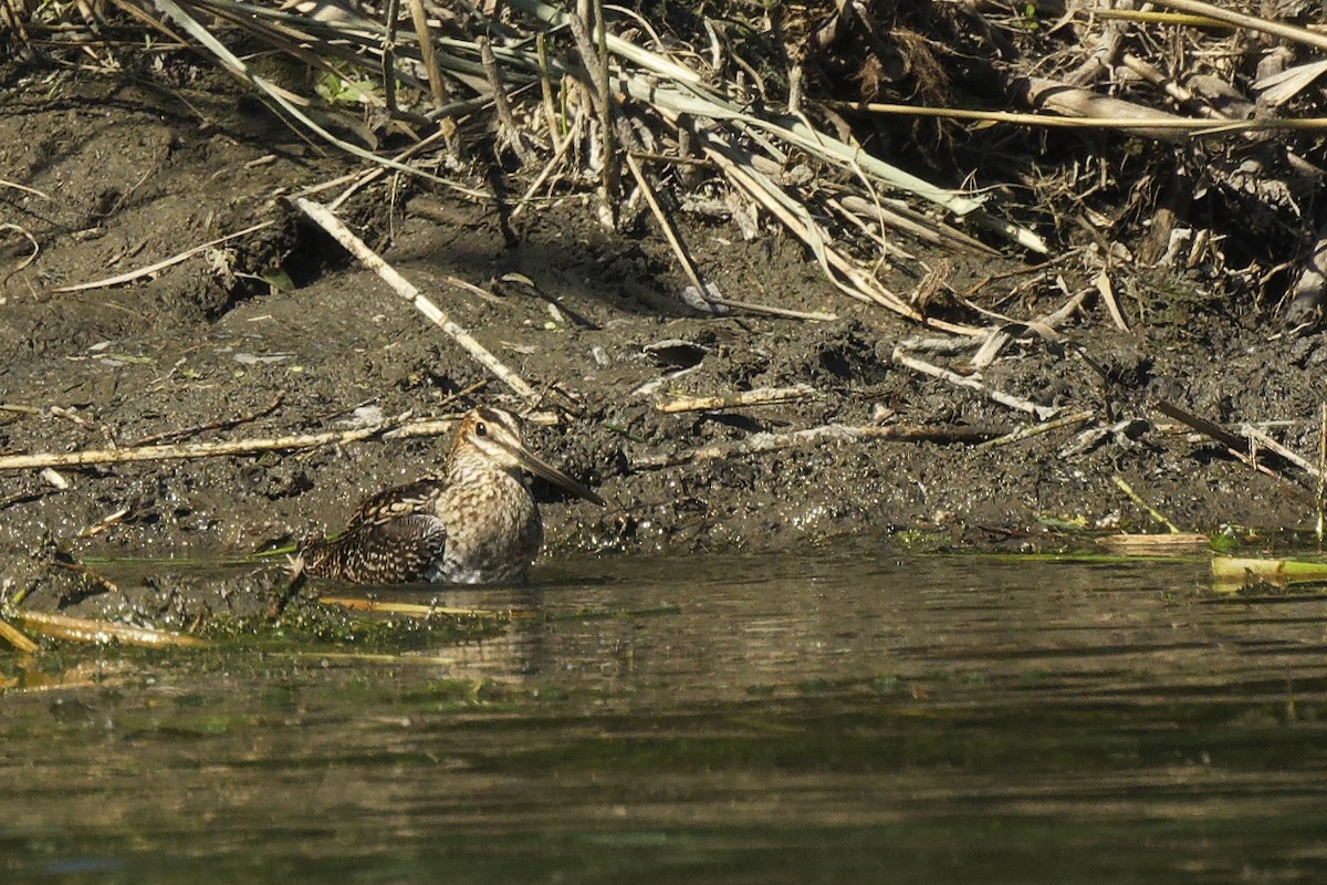 Wilson's Snipe - ML642689137