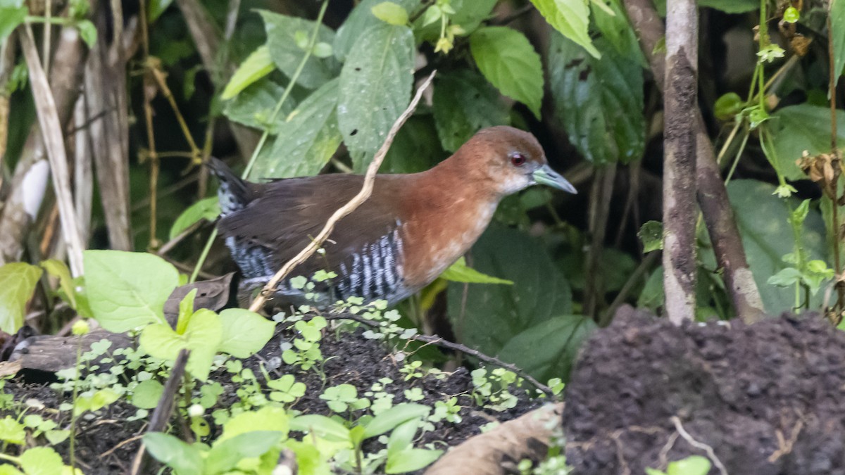 キタノドジロコビトクイナ - ML642689141