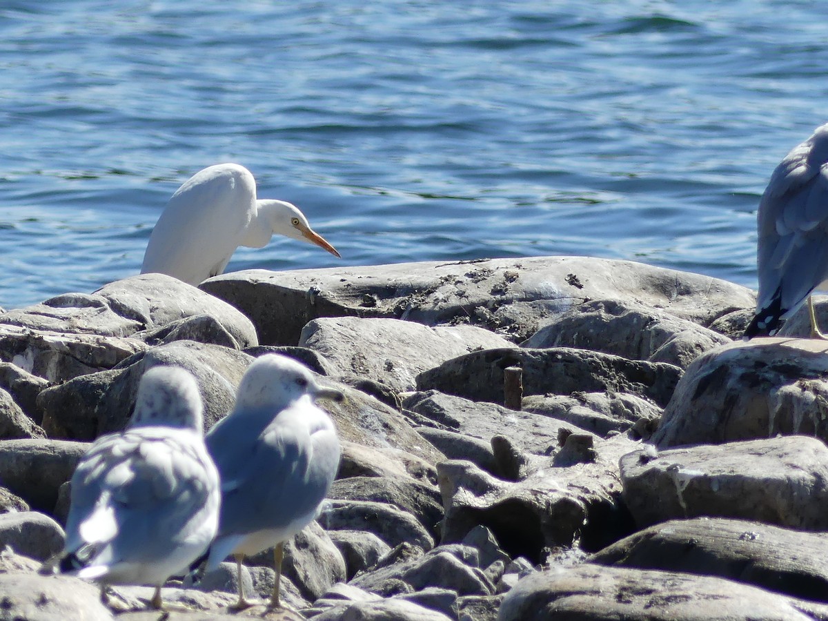 Héron garde-boeufs - ML642689145