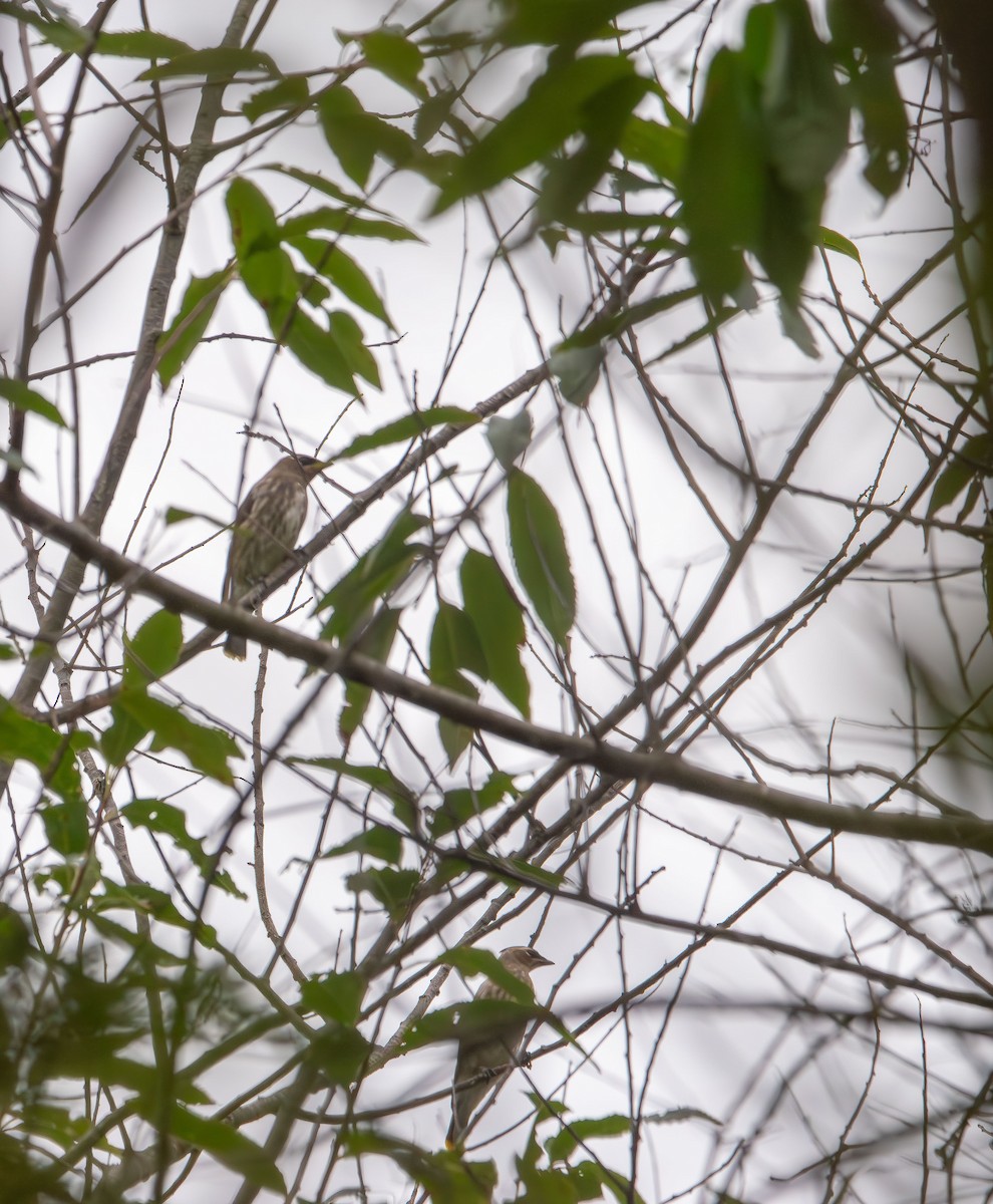 Cedar Waxwing - ML642689148