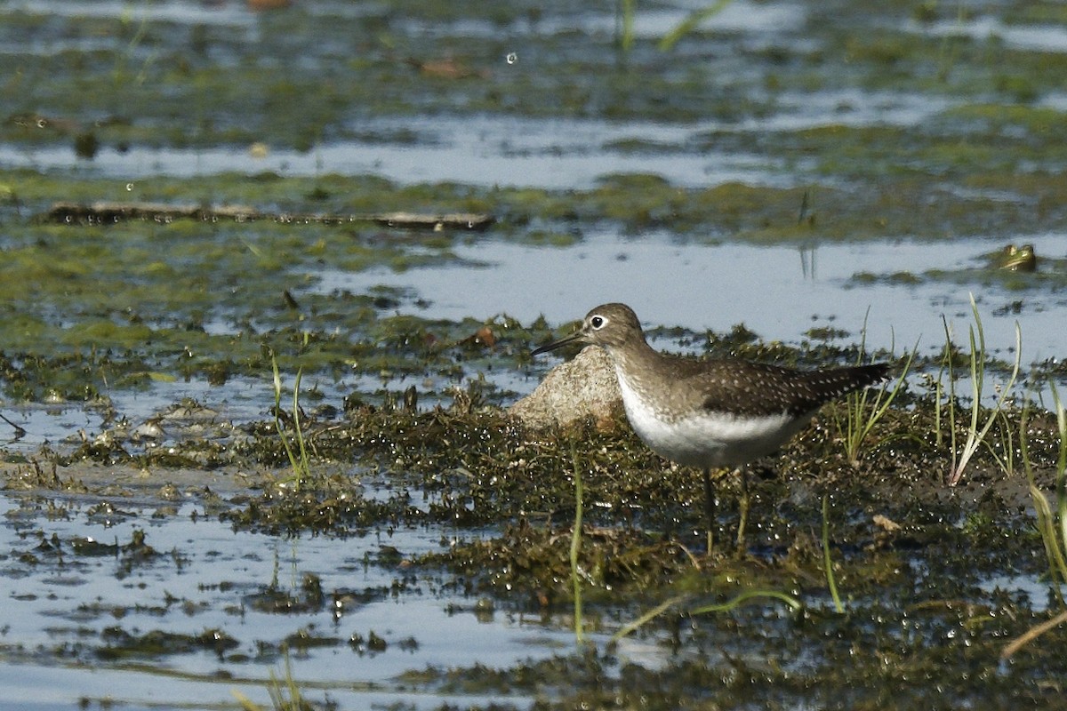 Solitary Sandpiper - ML642689153
