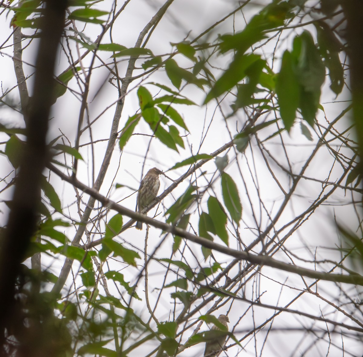 Cedar Waxwing - ML642689155