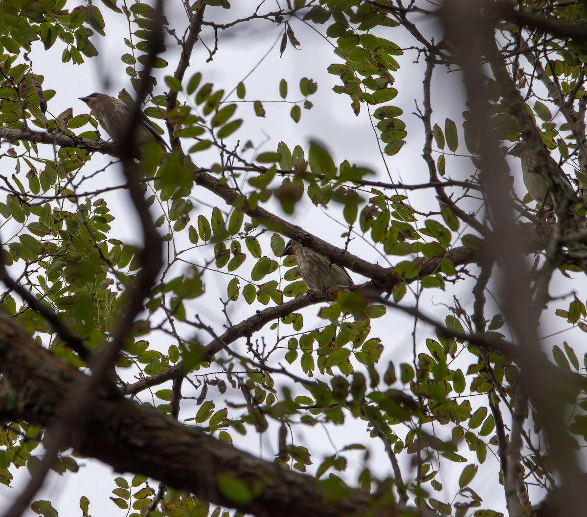Cedar Waxwing - ML642689161