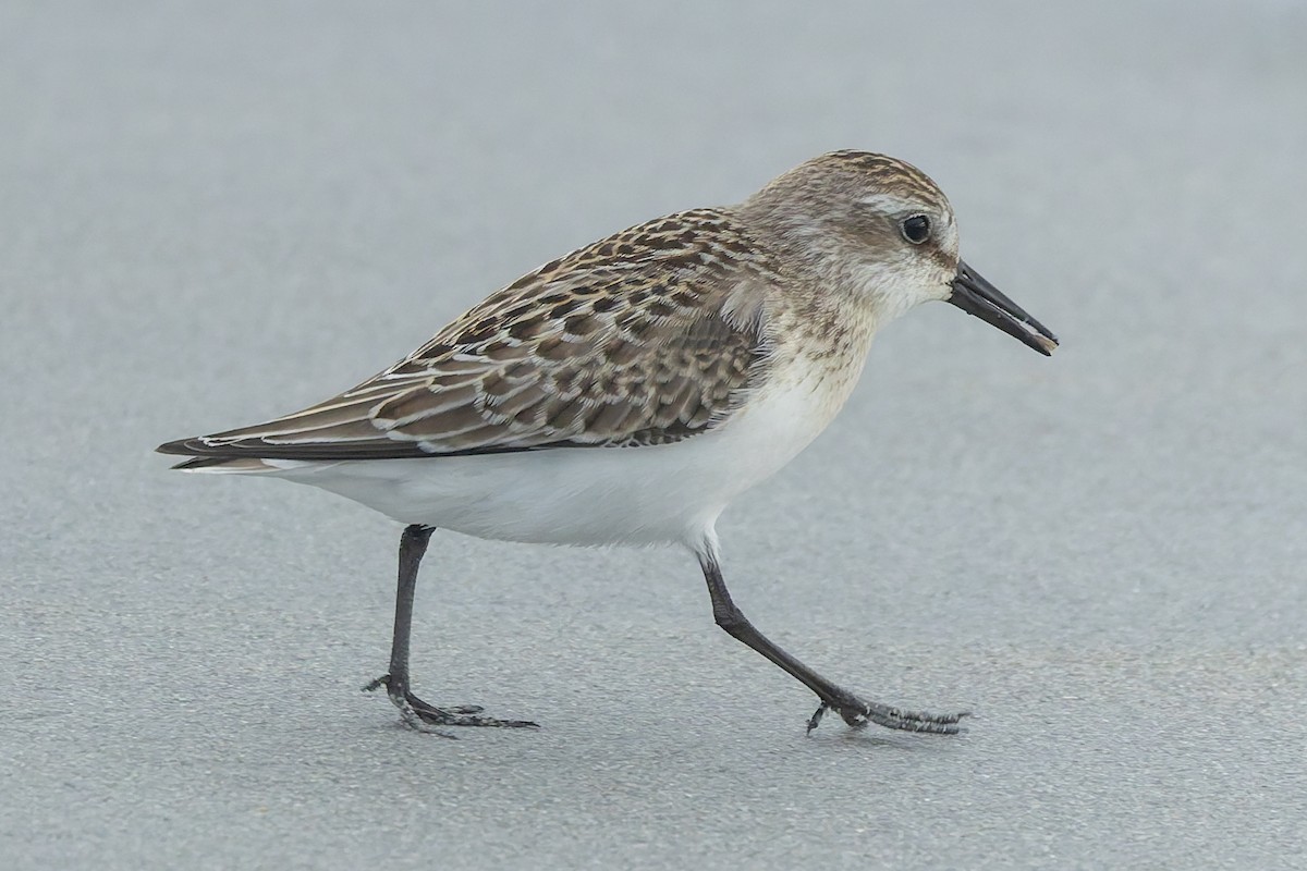 Semipalmated Sandpiper - ML642689165