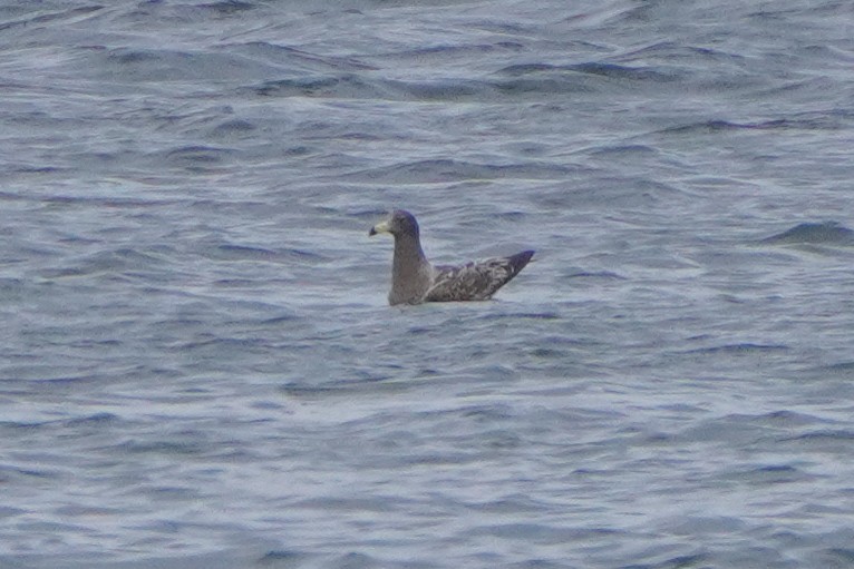 Belcher's Gull - ML642689171