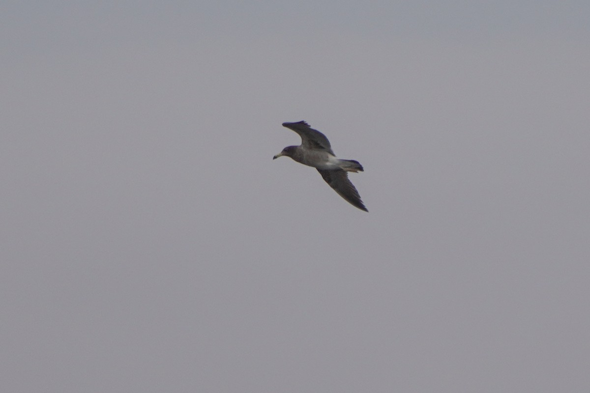 Belcher's Gull - ML642689172