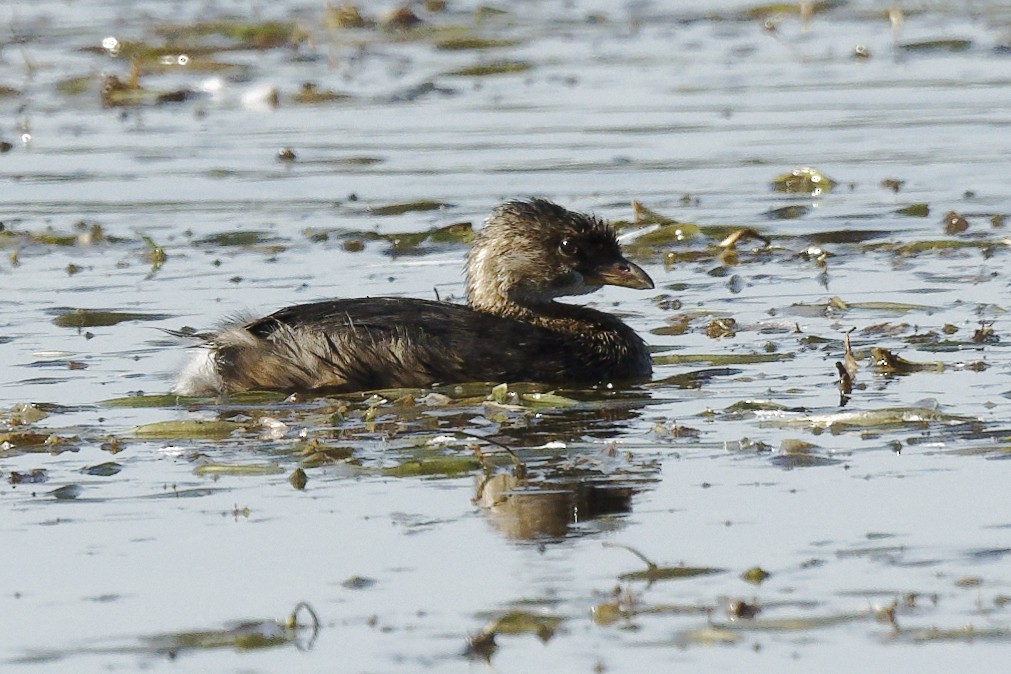 Pied-billed Grebe - ML642689175