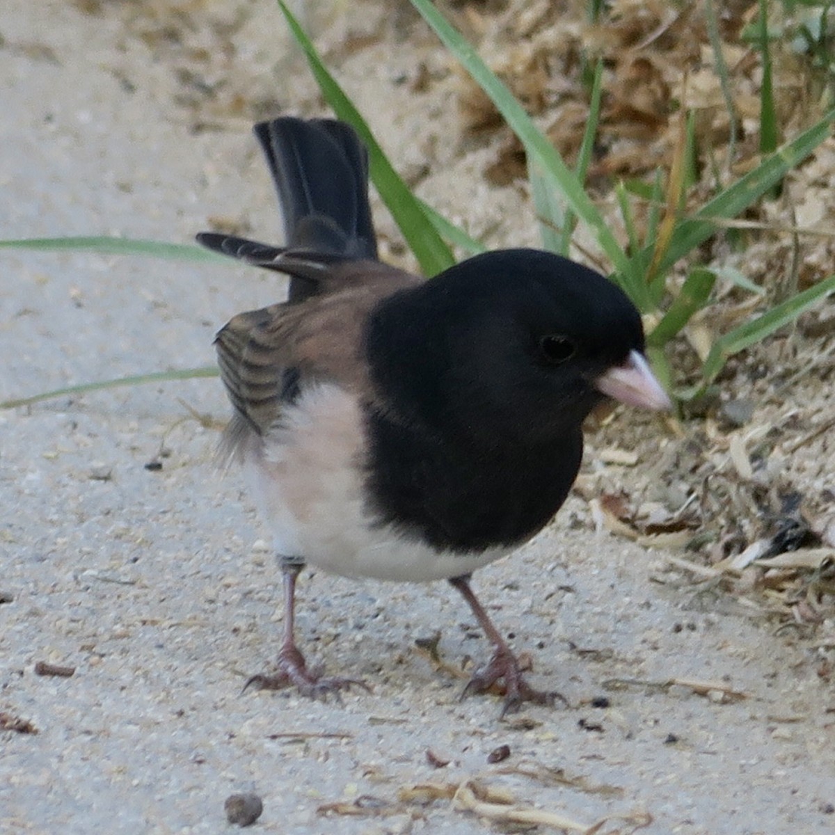Dark-eyed Junco - ML642689190