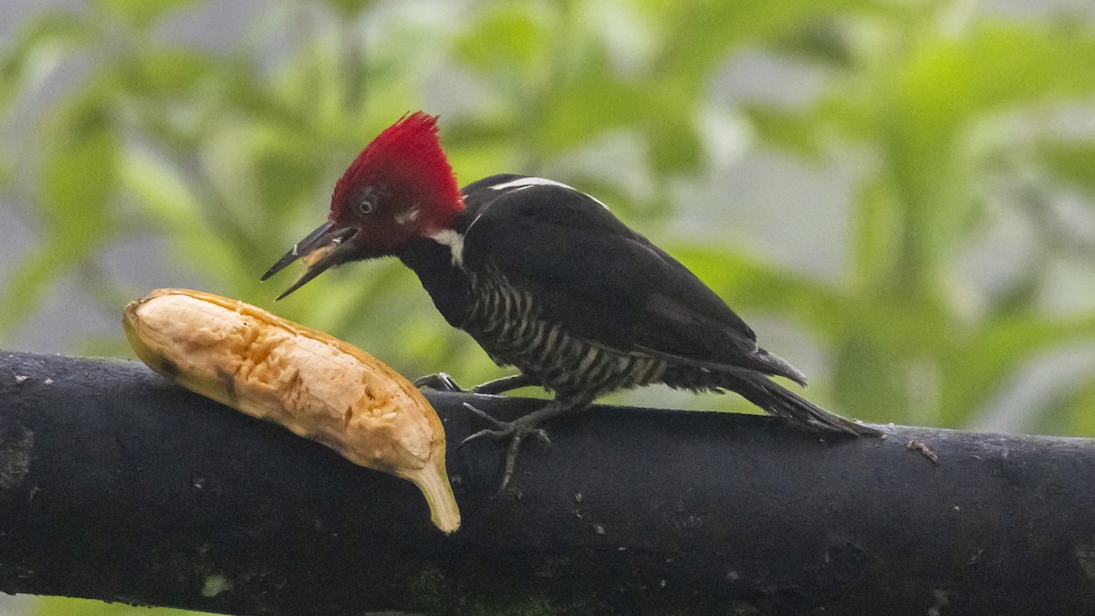 Guayaquil Woodpecker - ML642689193