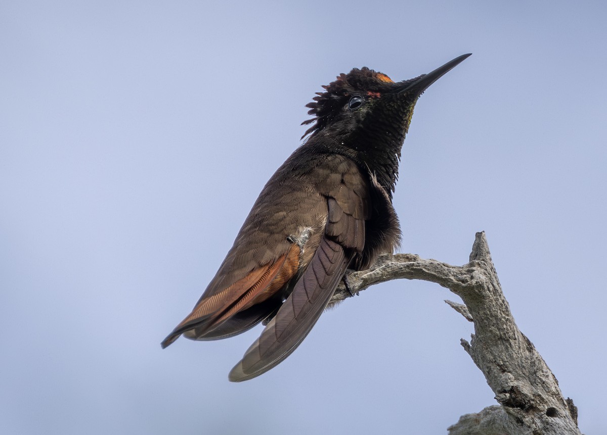 Colibri rubis-topaze - ML642689199
