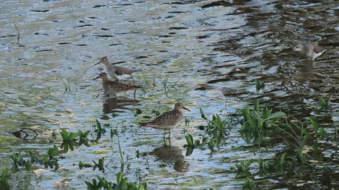 Solitary Sandpiper - ML642689210