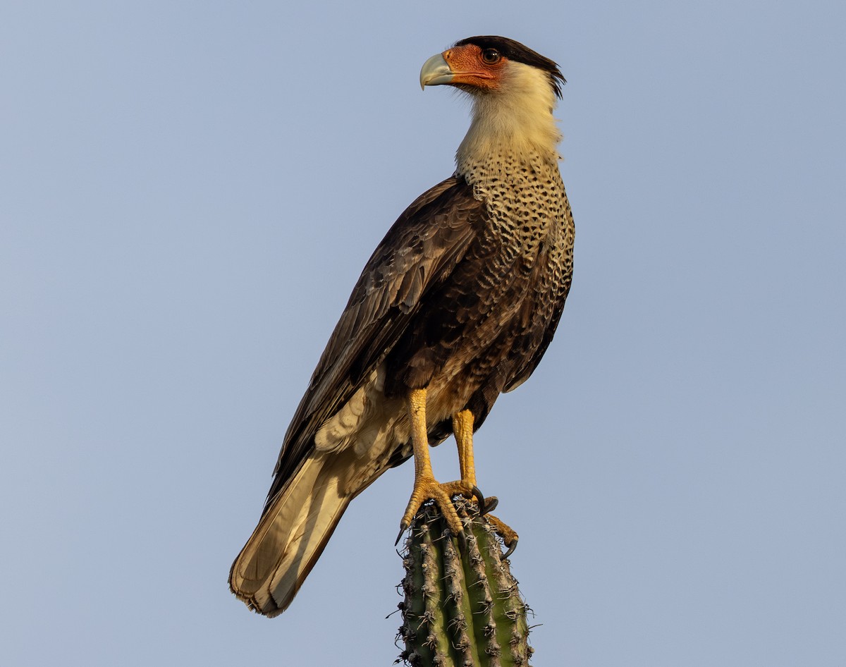 Crested Caracara (Northern) - ML642689244