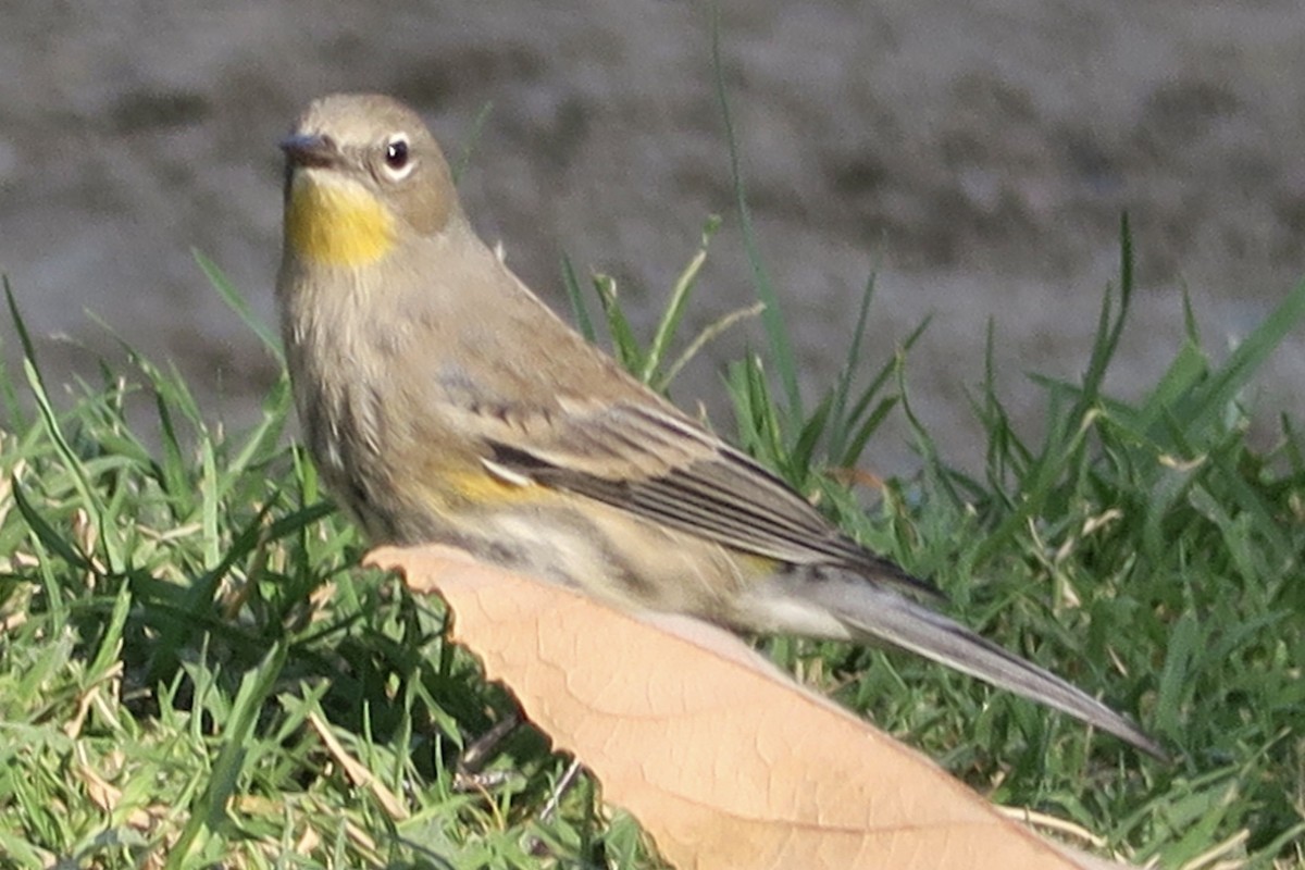 Yellow-rumped Warbler - ML642689245