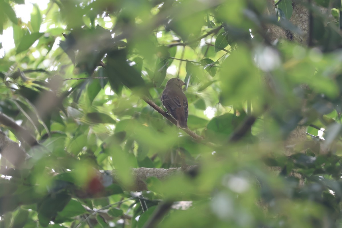 Blue-and-white Flycatcher - ML642689247
