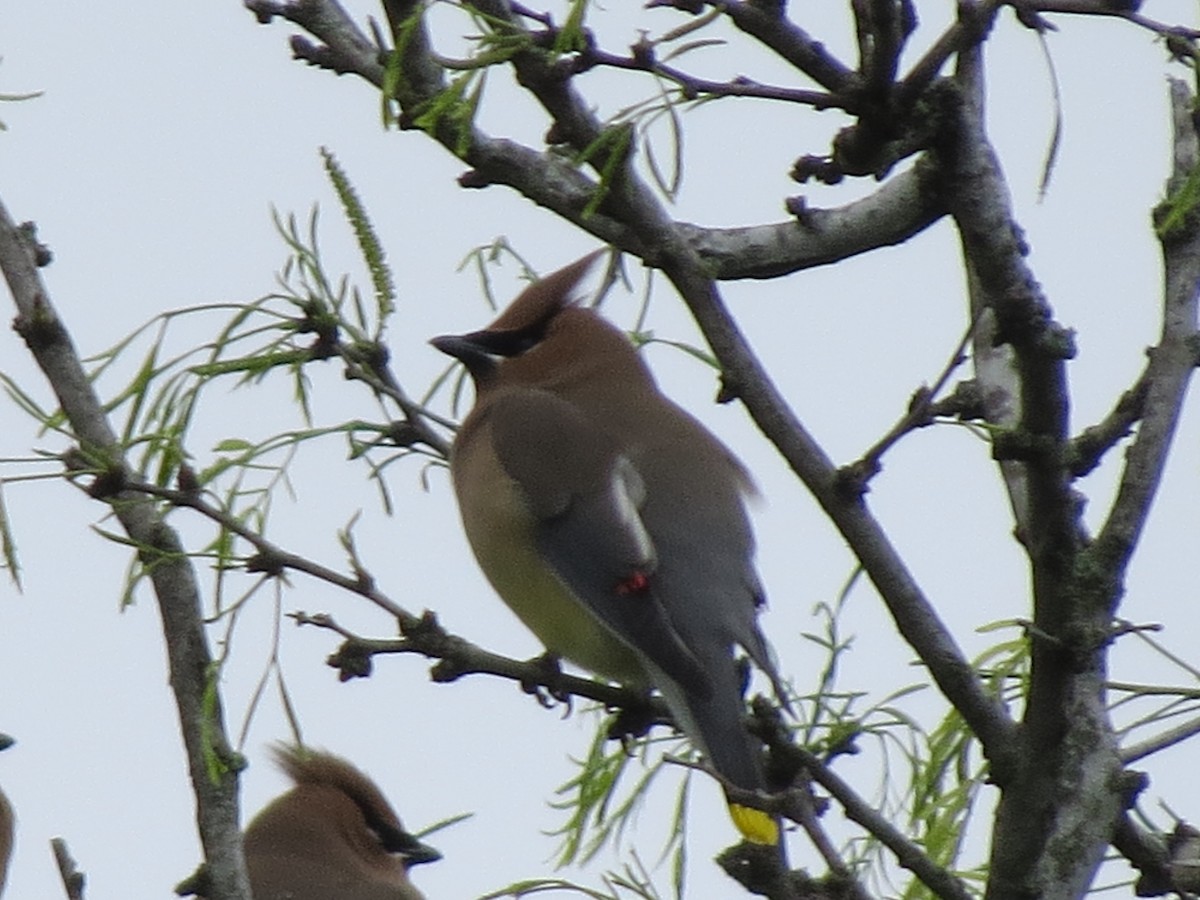 Cedar Waxwing - ML642689249