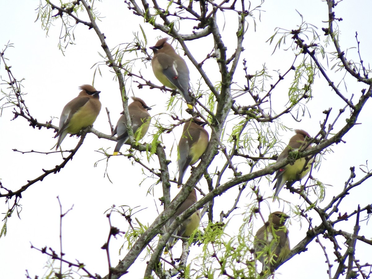 Cedar Waxwing - ML642689250