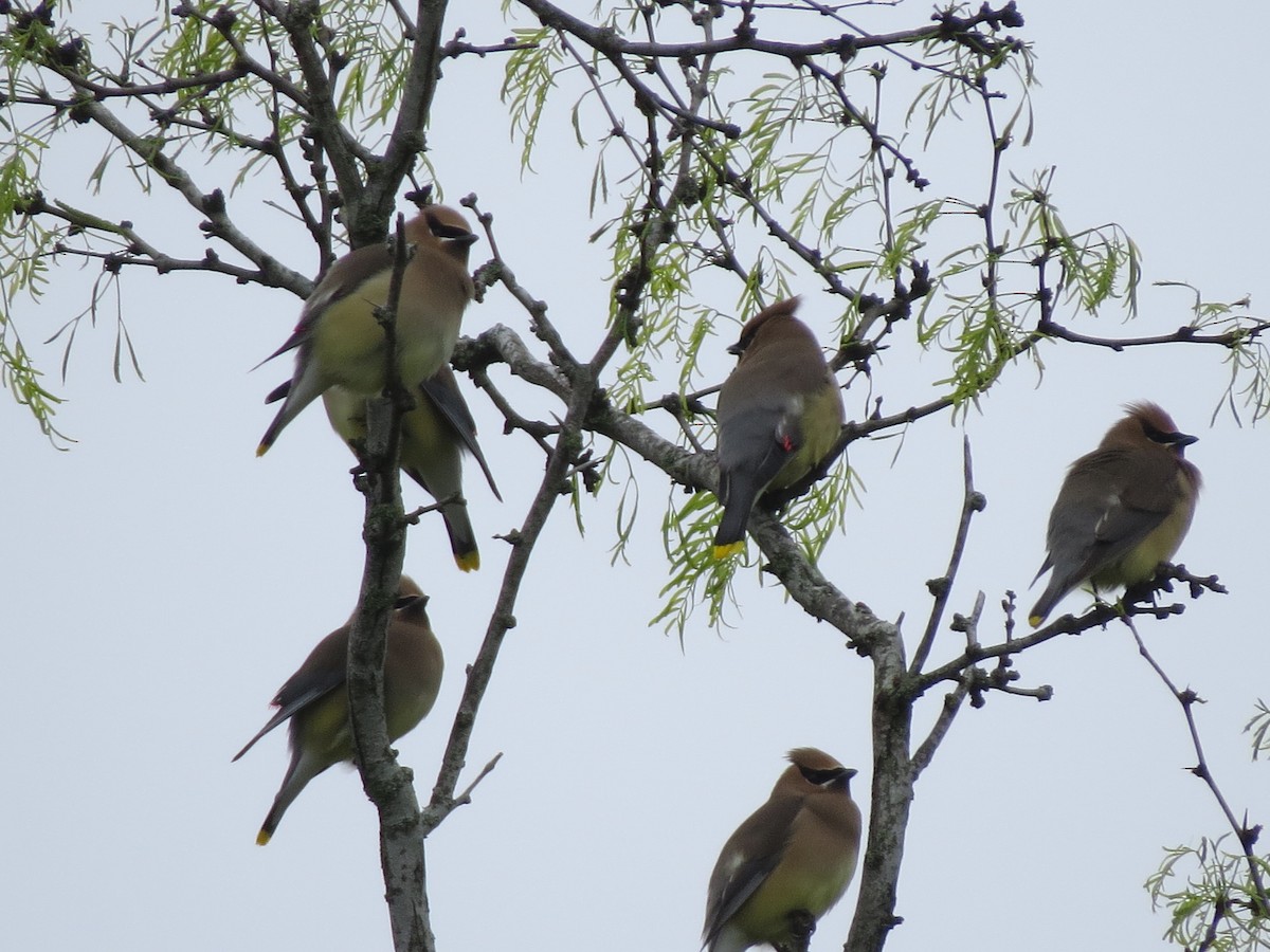Cedar Waxwing - ML642689251