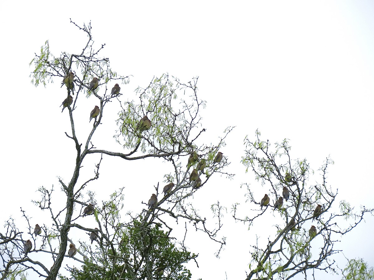 Cedar Waxwing - ML642689252